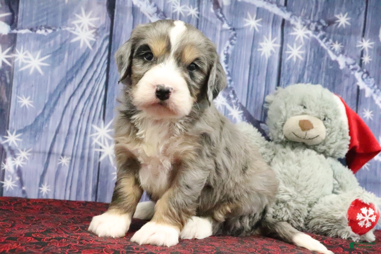 Bernedoodle dogs Dillard - Ad 10