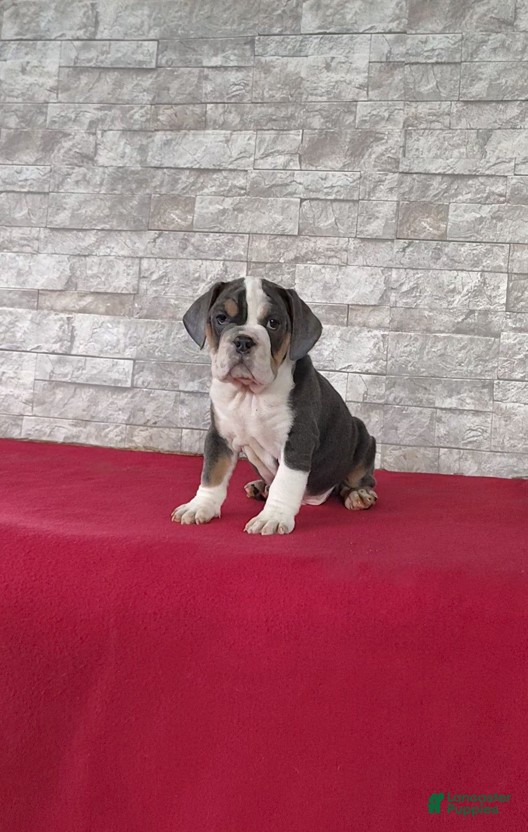 Beabull dogs for sale: Parker - Ad 1