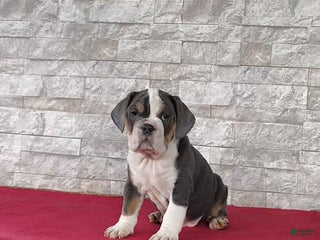 Mixed Breed dogs Parker - Ad 14