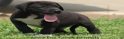 Great Dane dogs for sale: MIlo - Ad 4