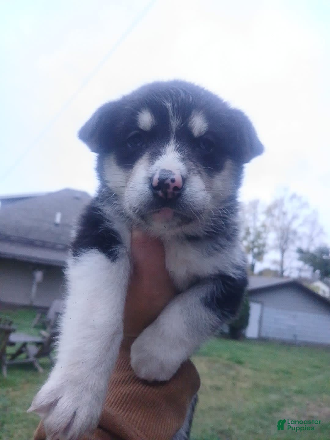 Gallery Image {{count}}