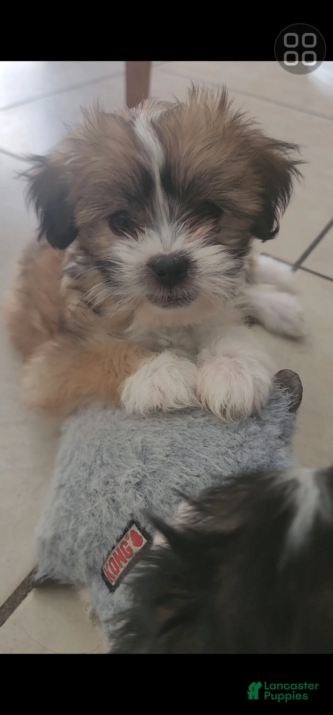 Shihpoo dogs for sale: Shihpoo 2 - Ad 1