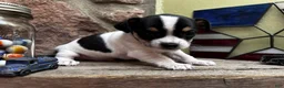 Chihuahua dogs for sale: 🐾Milhouse~Tricolor Chihuahua - Ad 9