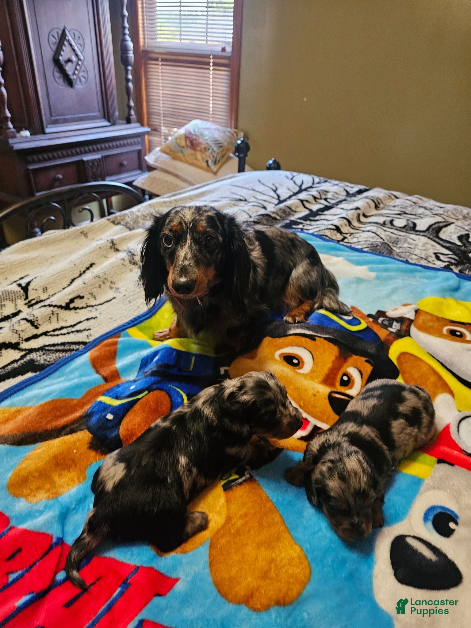 Miniature Dachshund dogs Miniature Dachshund 1 - Ad 1