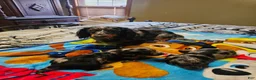 Miniature Dachshund dogs for sale: Miniature Dachshund 1 - Ad 1