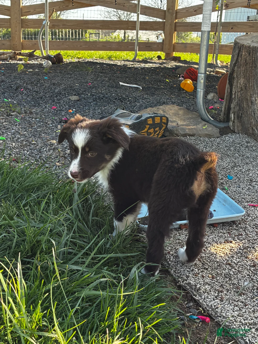 Mixed Breed dogs for sale: Mixed Breed Puppy 3 - Ad 3