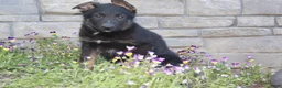 German Shepherd dogs for sale: Drake - Ad 3