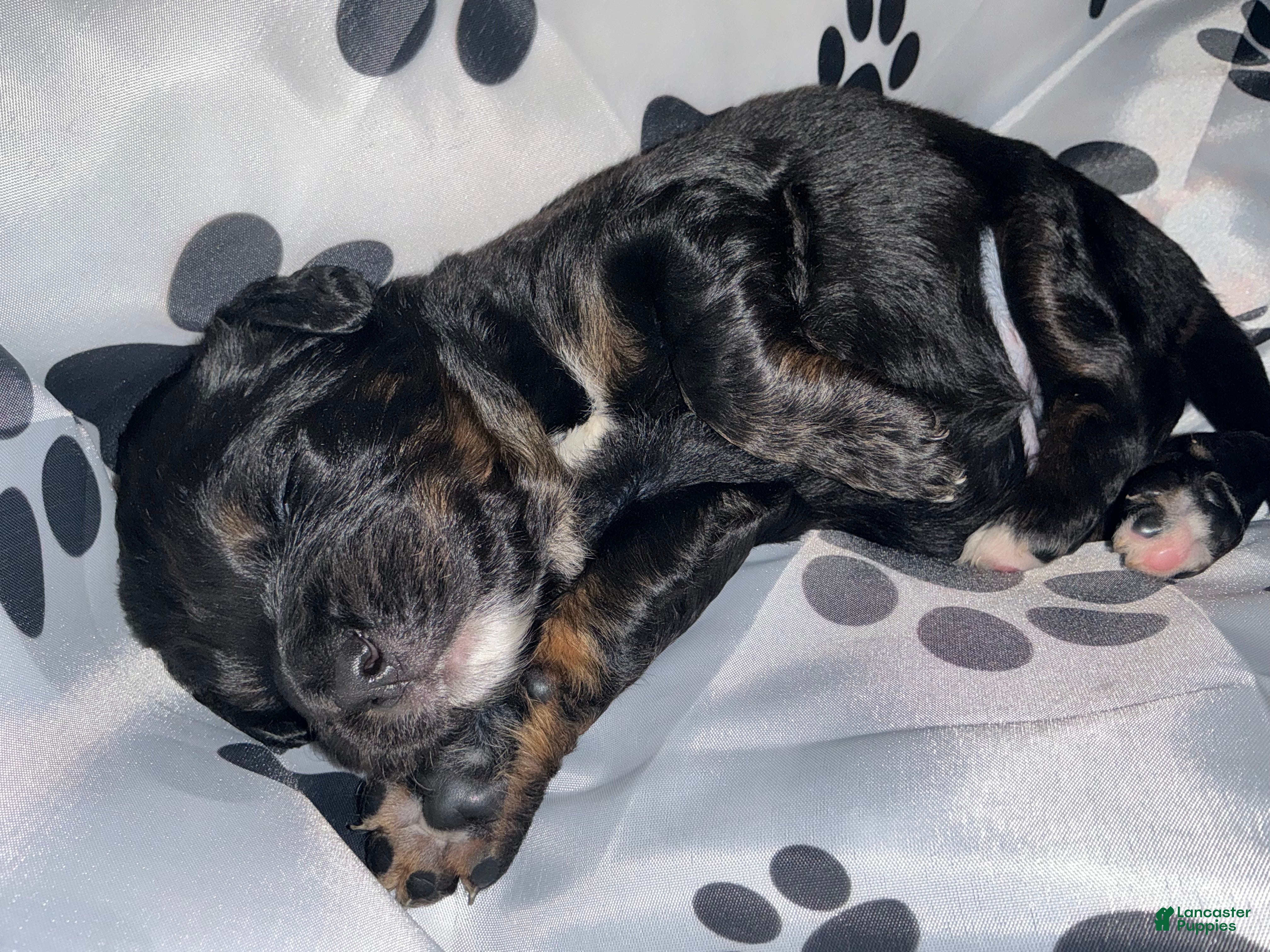 Bernedoodle dogs Panther - Ad 35