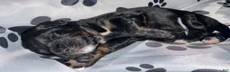 Bernedoodle dogs for sale: Panther - Ad 2