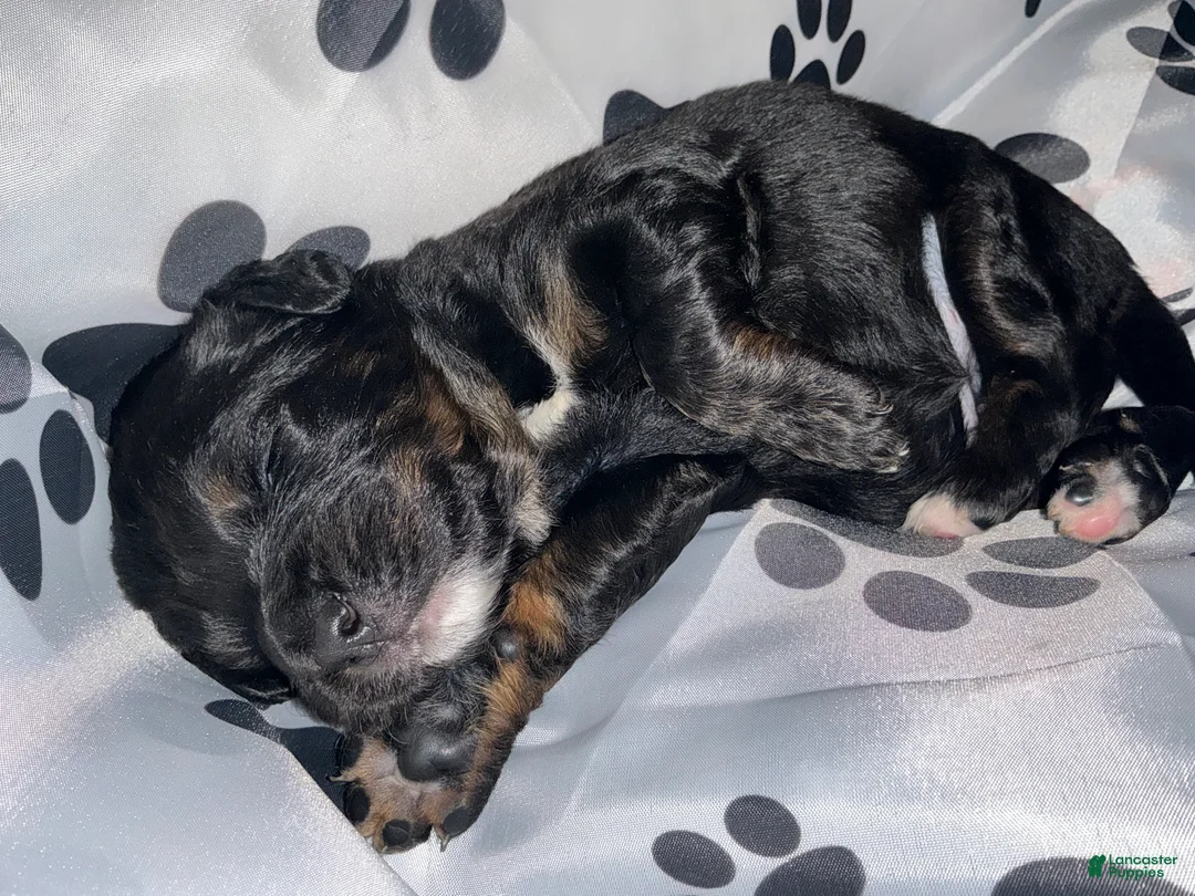 Bernedoodle dogs for sale: Panther - Ad 2
