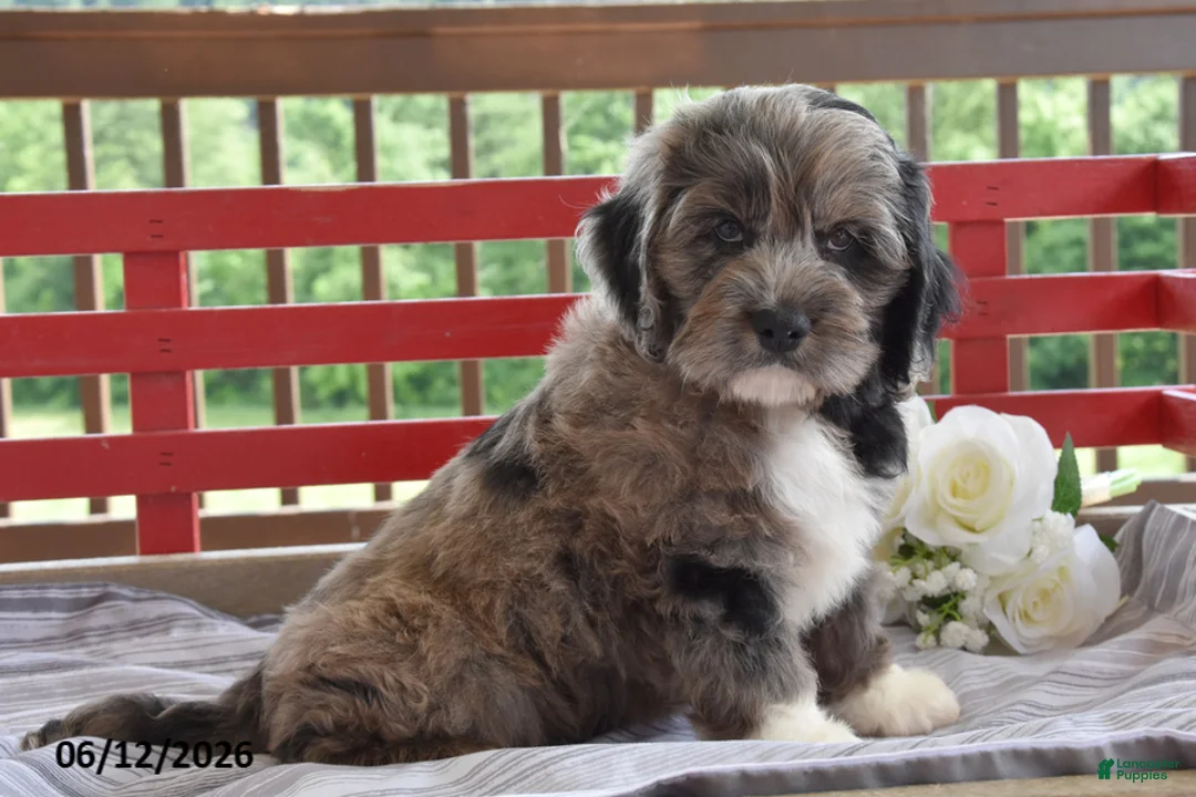 Cockapoo dogs for sale: Philip - Ad 1