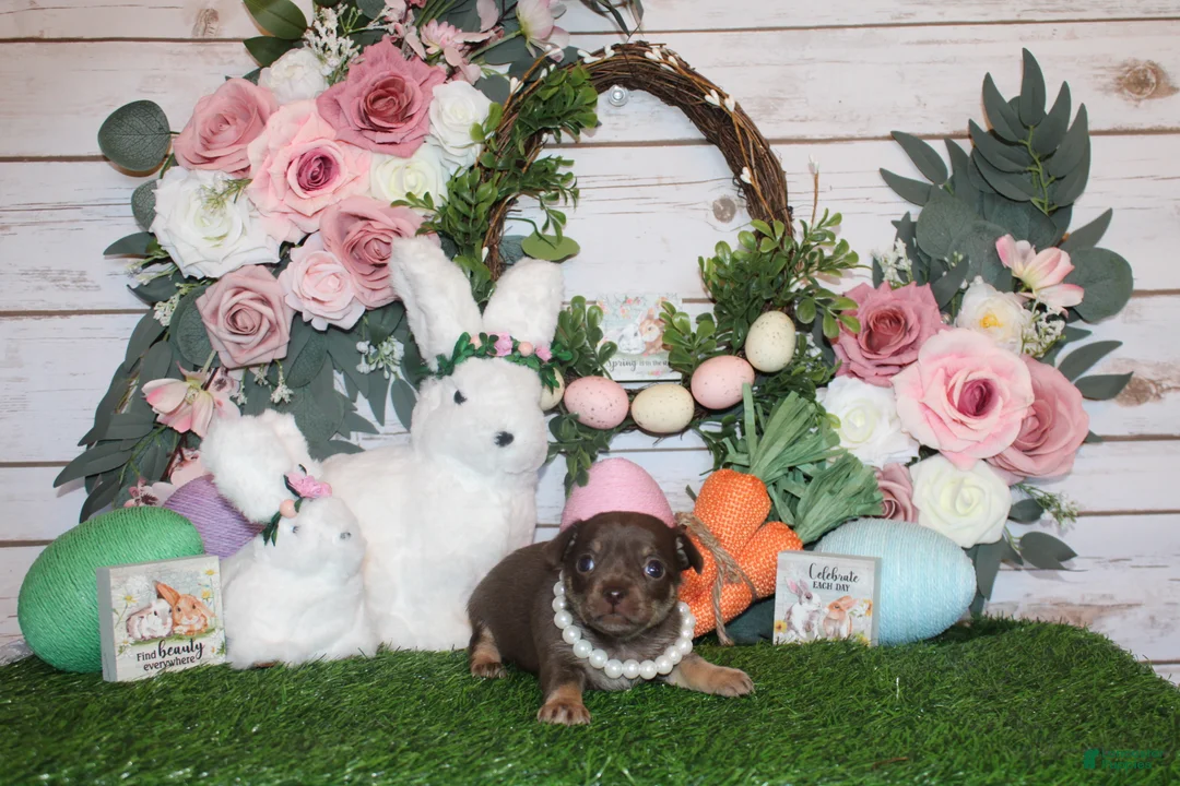 Chihuahua dogs for sale: Sassy - Ad 2