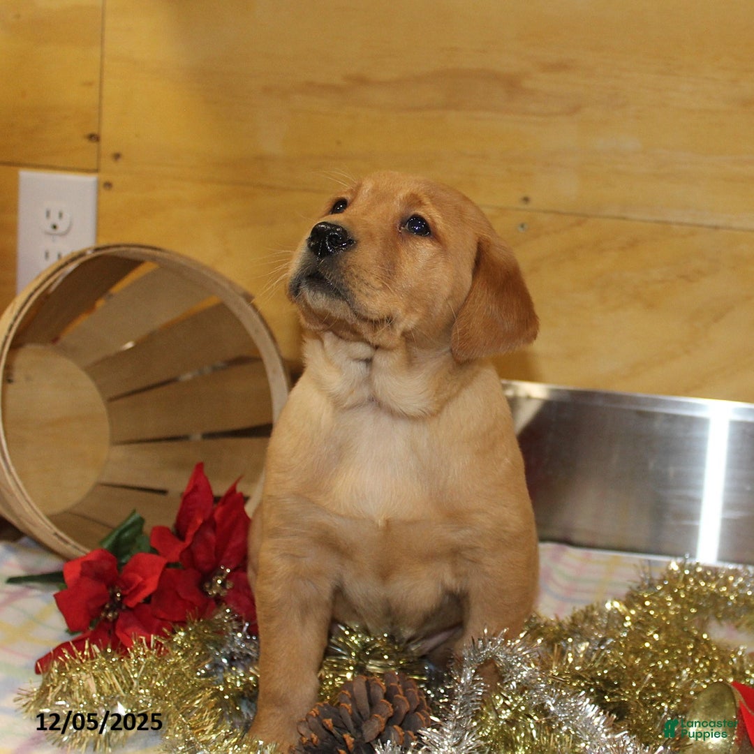 Goldador dogs for sale: Twinkle - Ad 2