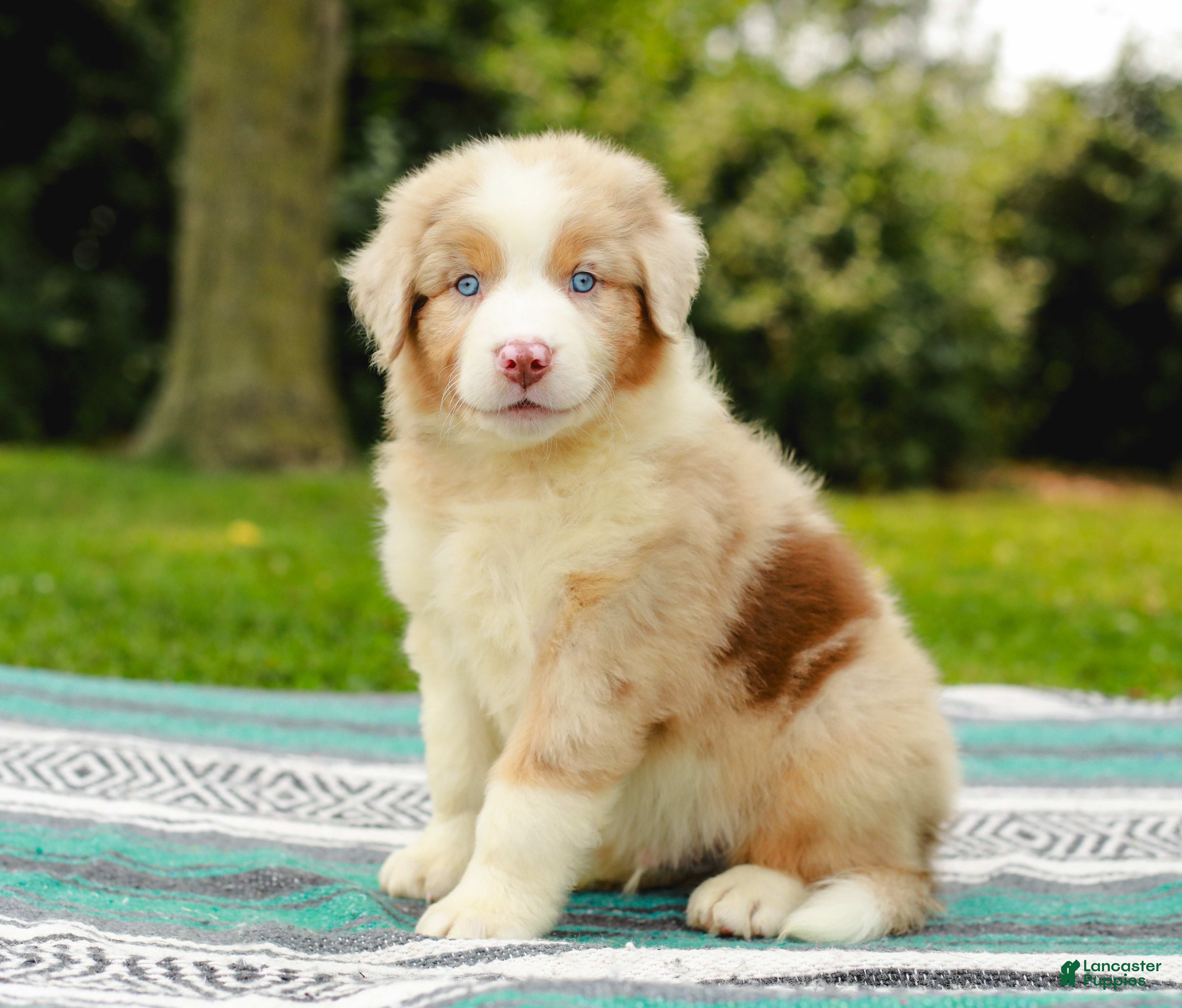 Australian Shepherd dogs Winston - Ad 1