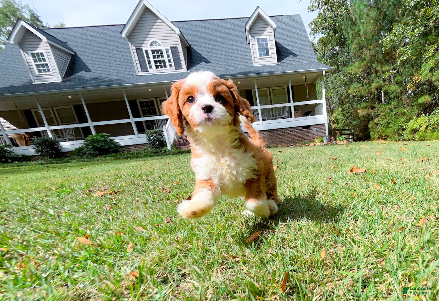 Cavapoo dogs Scarlett - Ad 21