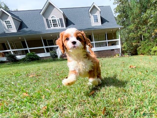Cavapoo dogs Scarlett - Ad 4