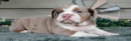 Beabull dogs for sale: Sienna - Ad 1