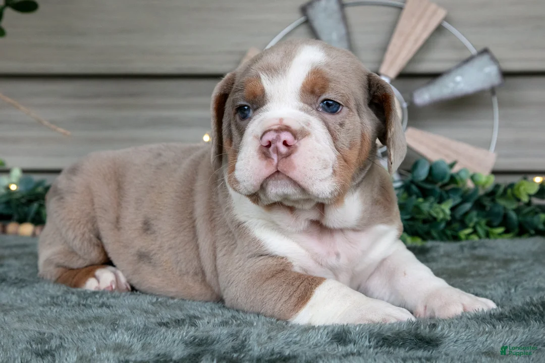 Beabull dogs for sale: Sienna - Ad 1