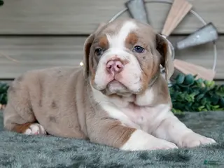 Beabull dogs Sienna - Ad 17