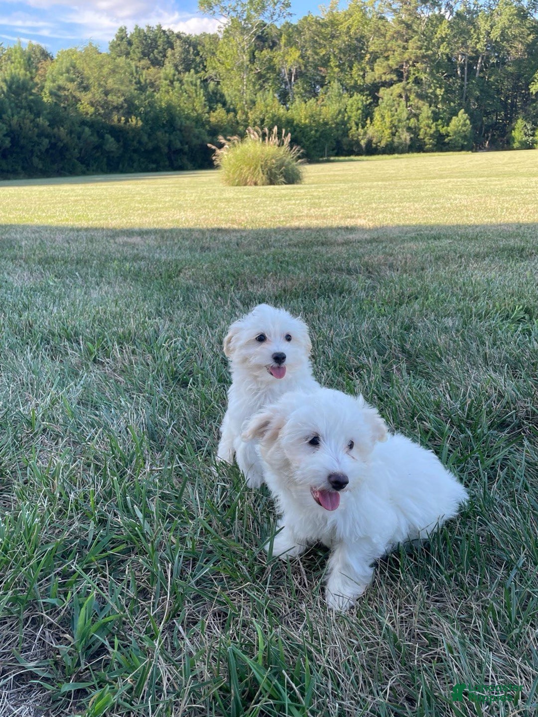 Coton De Tulear dogs for sale: Coton De Tulear Puppy 2 - Ad 1