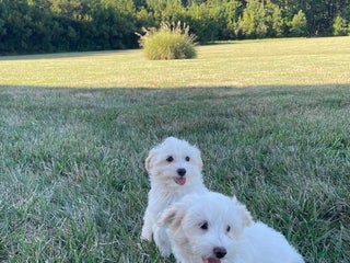 Coton De Tulear dogs Coton De Tulear Puppy 2 - Ad 7