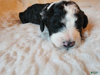 Mixed Breed dogs Kirk - Ad 21