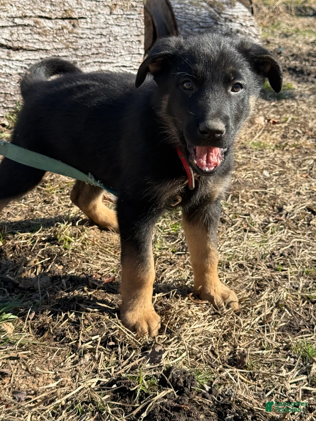 German Shepherd dogs for sale: Red - Ad 4