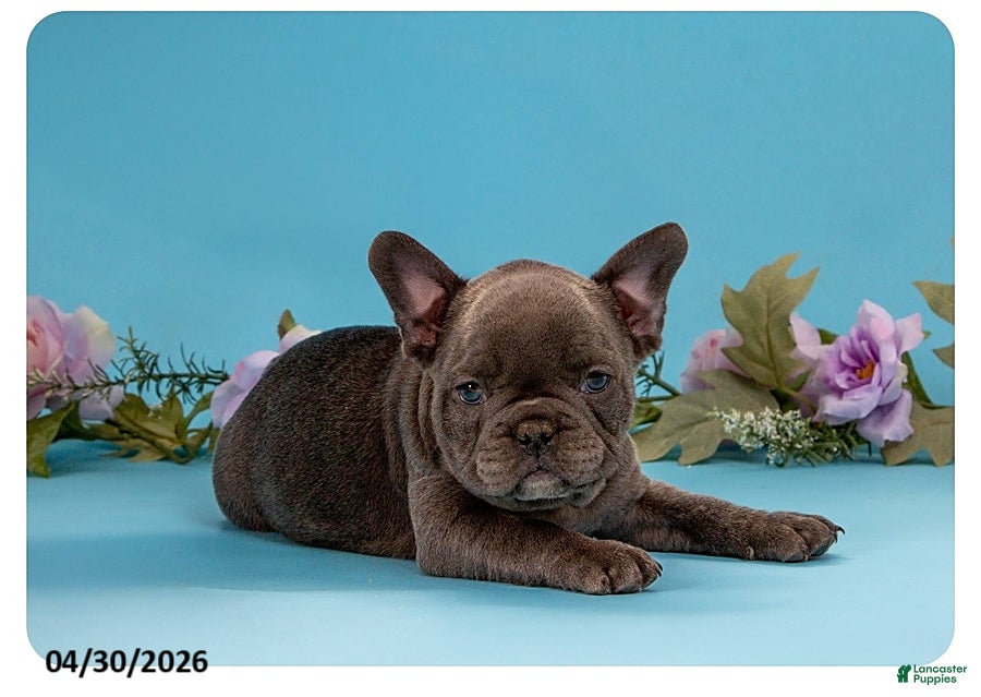 French Bulldog dogs Brutus - Ad 1