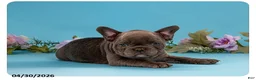 French Bulldog dogs for sale: Brutus - Ad 3