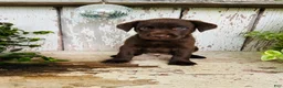 Labrador Retriever dogs for sale: Frank  - Ad 3