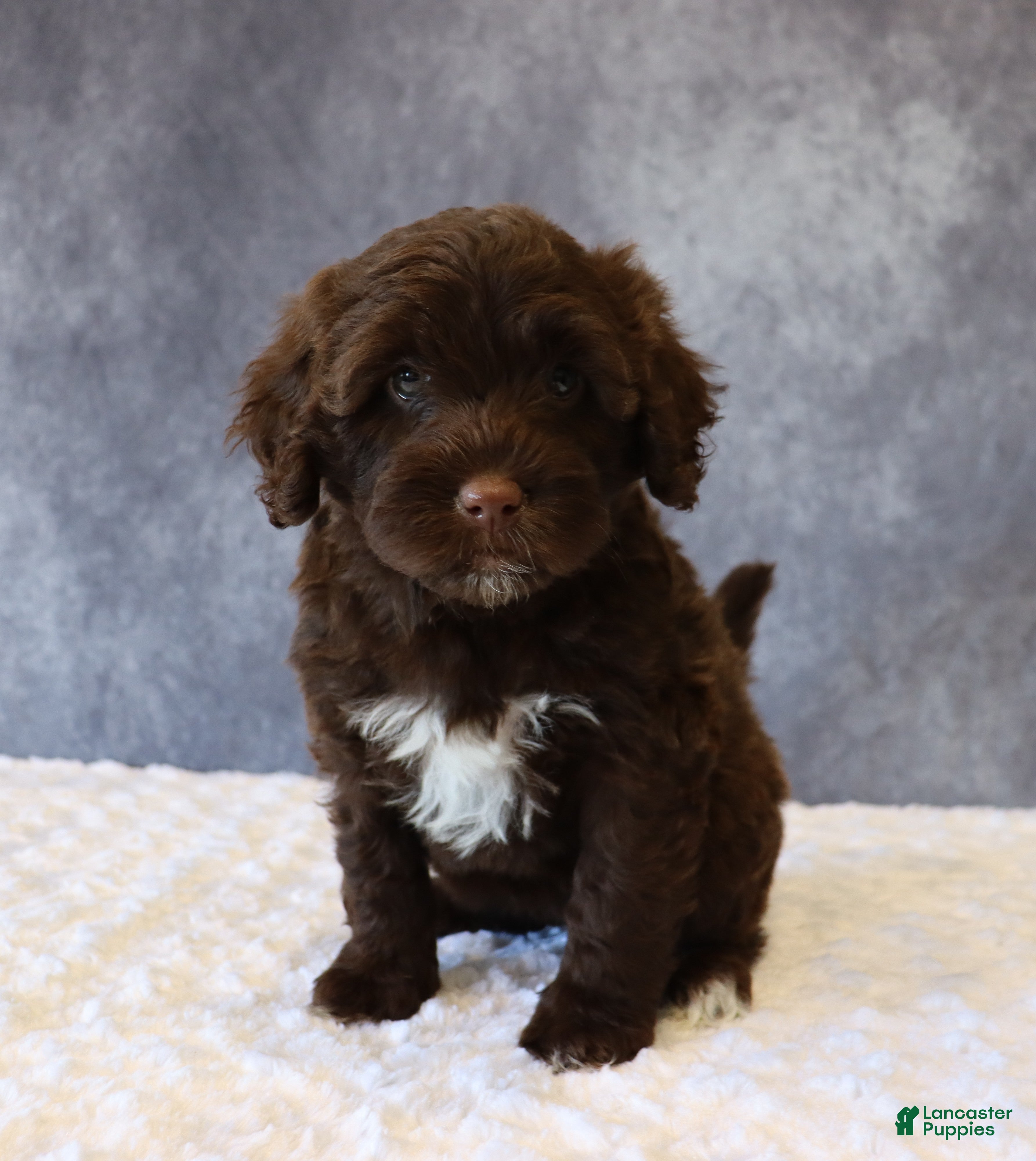 Portuguese Water Dog dogs Tabby - Ad 34