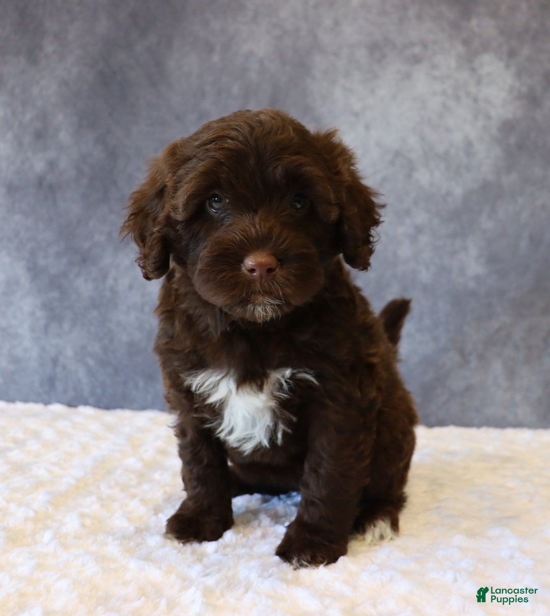 Portuguese Water Dog dogs for sale: Tabby - Ad 1