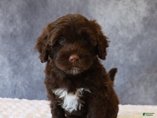 Portuguese Water Dog dogs Tabby - Ad 37