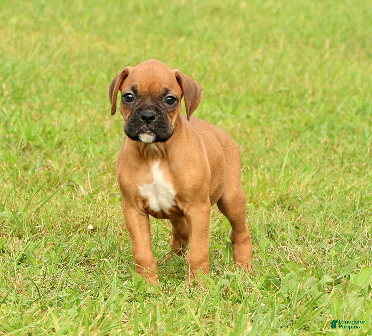 Boxer dogs Rover - Ad 1