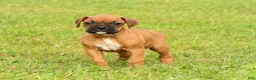 Boxer dogs for sale: Rover - Ad 1