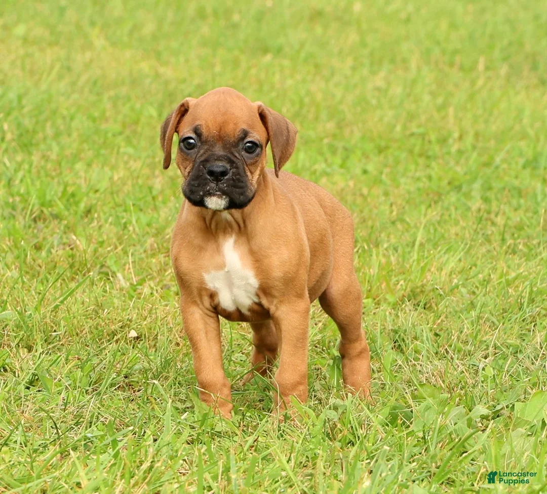 Boxer dogs for sale: Rover - Ad 1