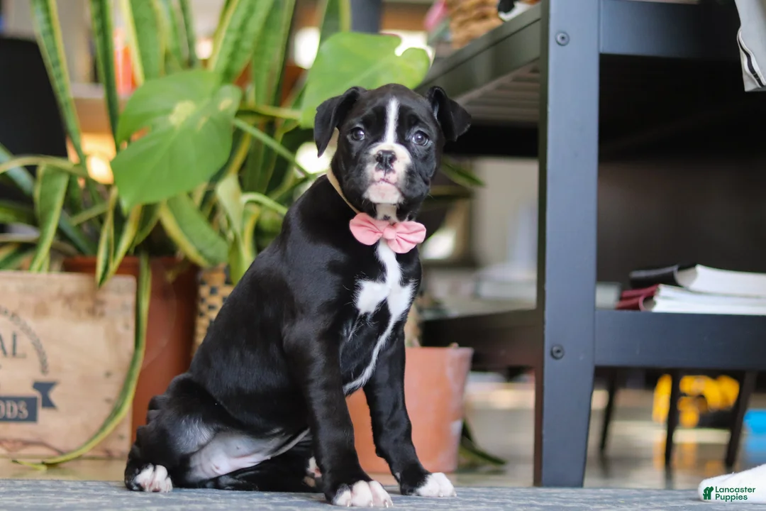 Boxer dogs for sale: Sammy - Ad 3