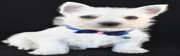 West Highland Terrier dogs for sale: Kobe - Ad 6