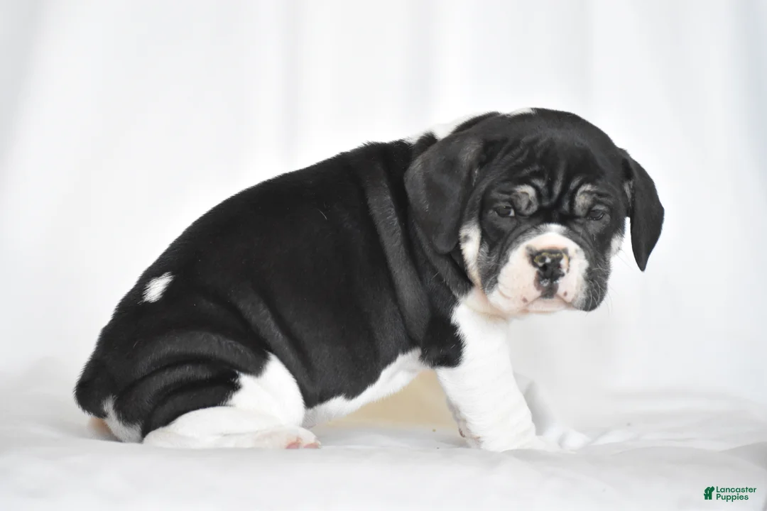 Beabull dogs for sale: Jasemine - Ad 3