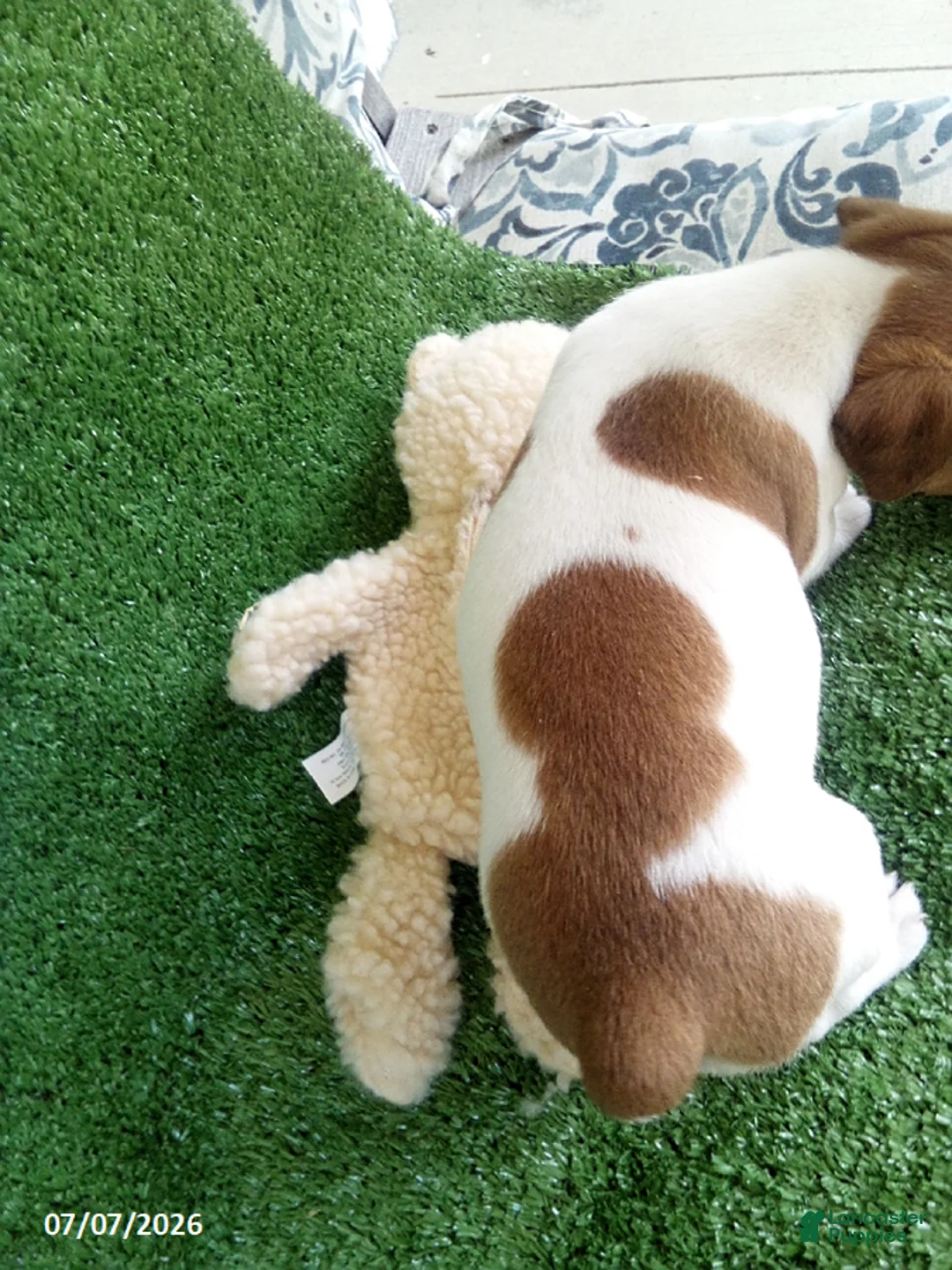 Jack Russell Terrier dogs for sale: Kyndall - Ad 4