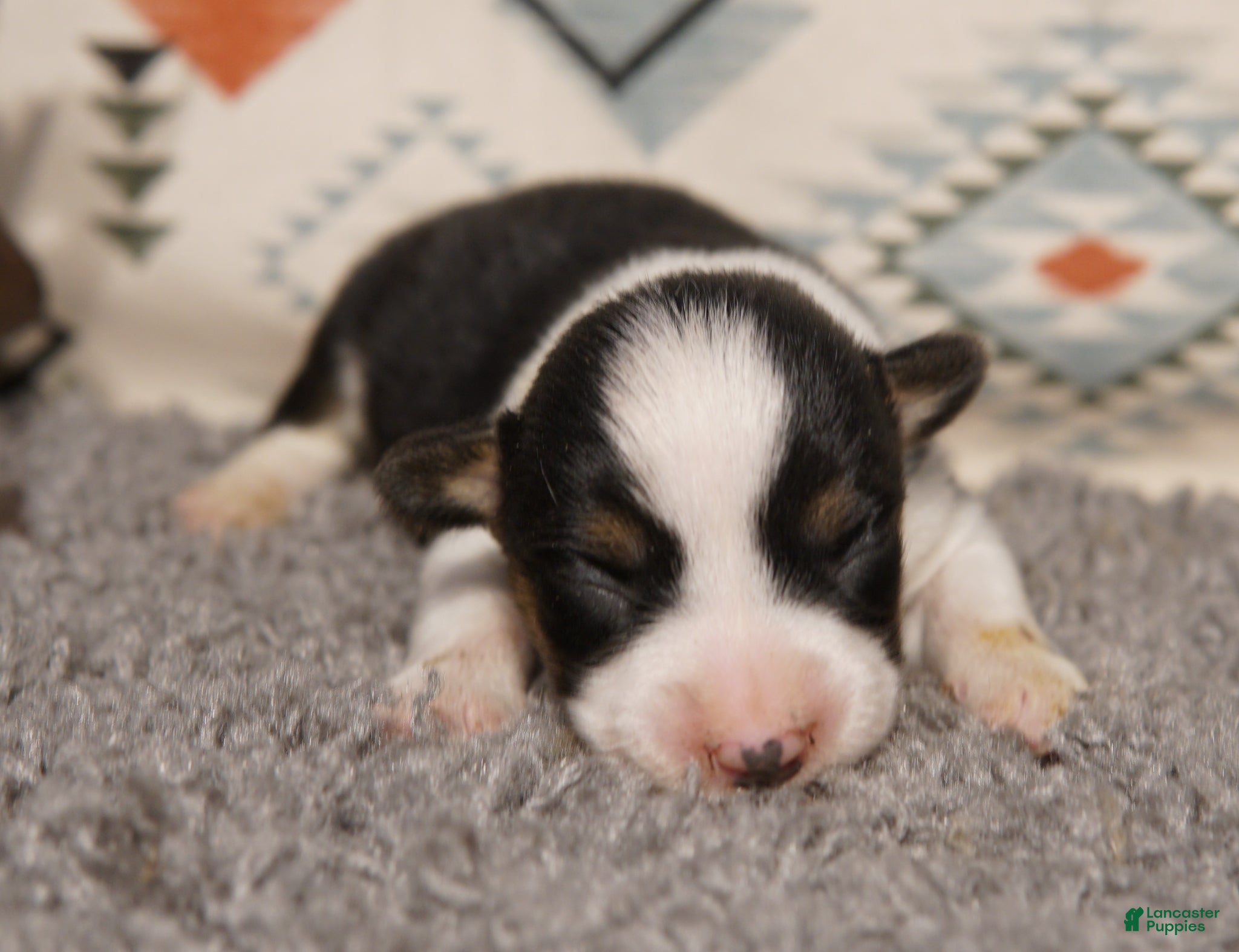 Welsh Corgi Pembroke dogs Ella - Ad 23