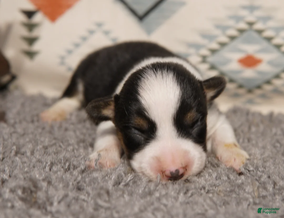 Welsh Corgi Pembroke dogs for sale: Ella - Ad 1