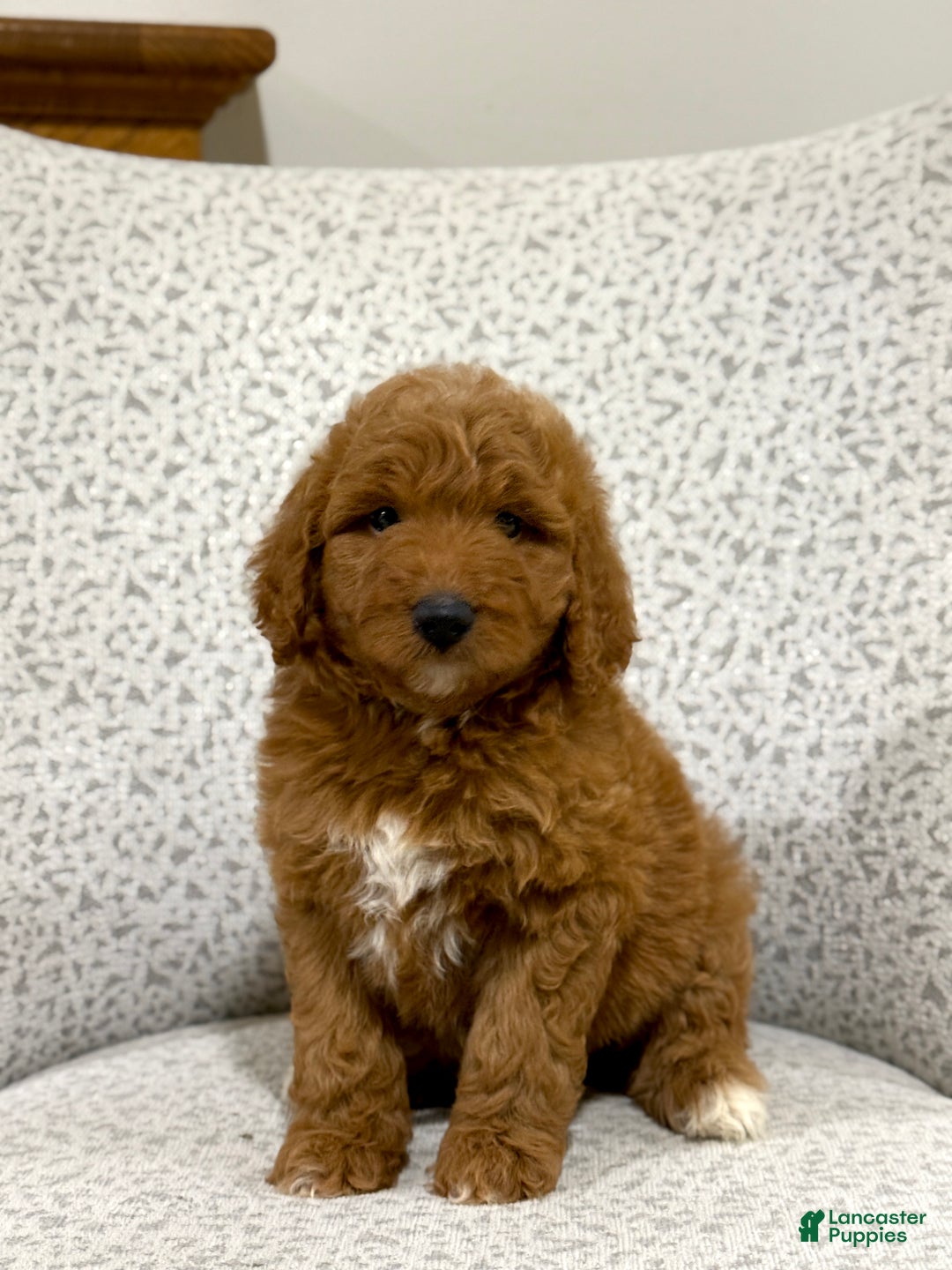 Goldendoodle dogs for sale: Pearl - Ad 8