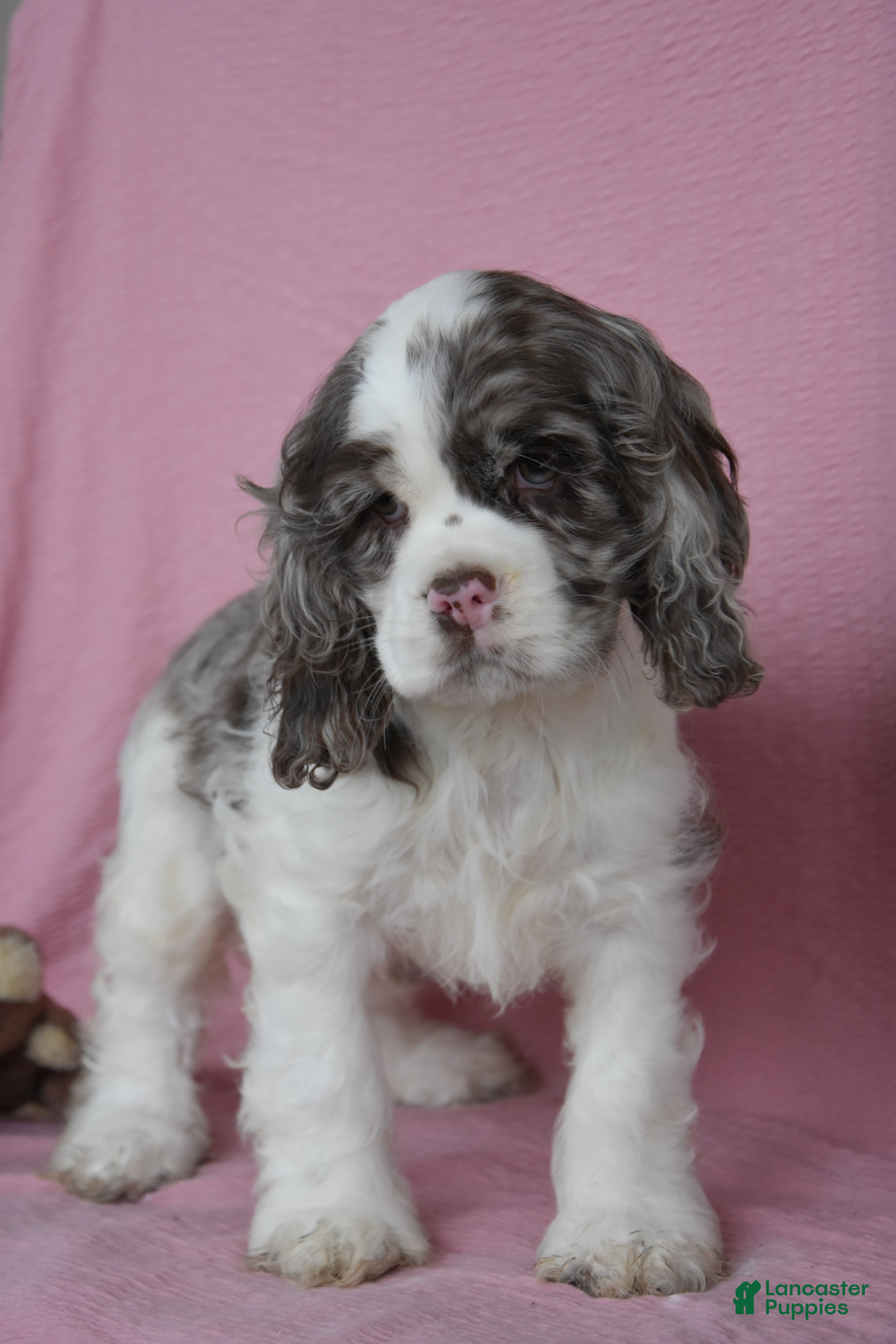 English Cocker Spaniel dogs Lukie - Ad 2