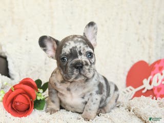 French Bulldog dogs Boston - Ad 11