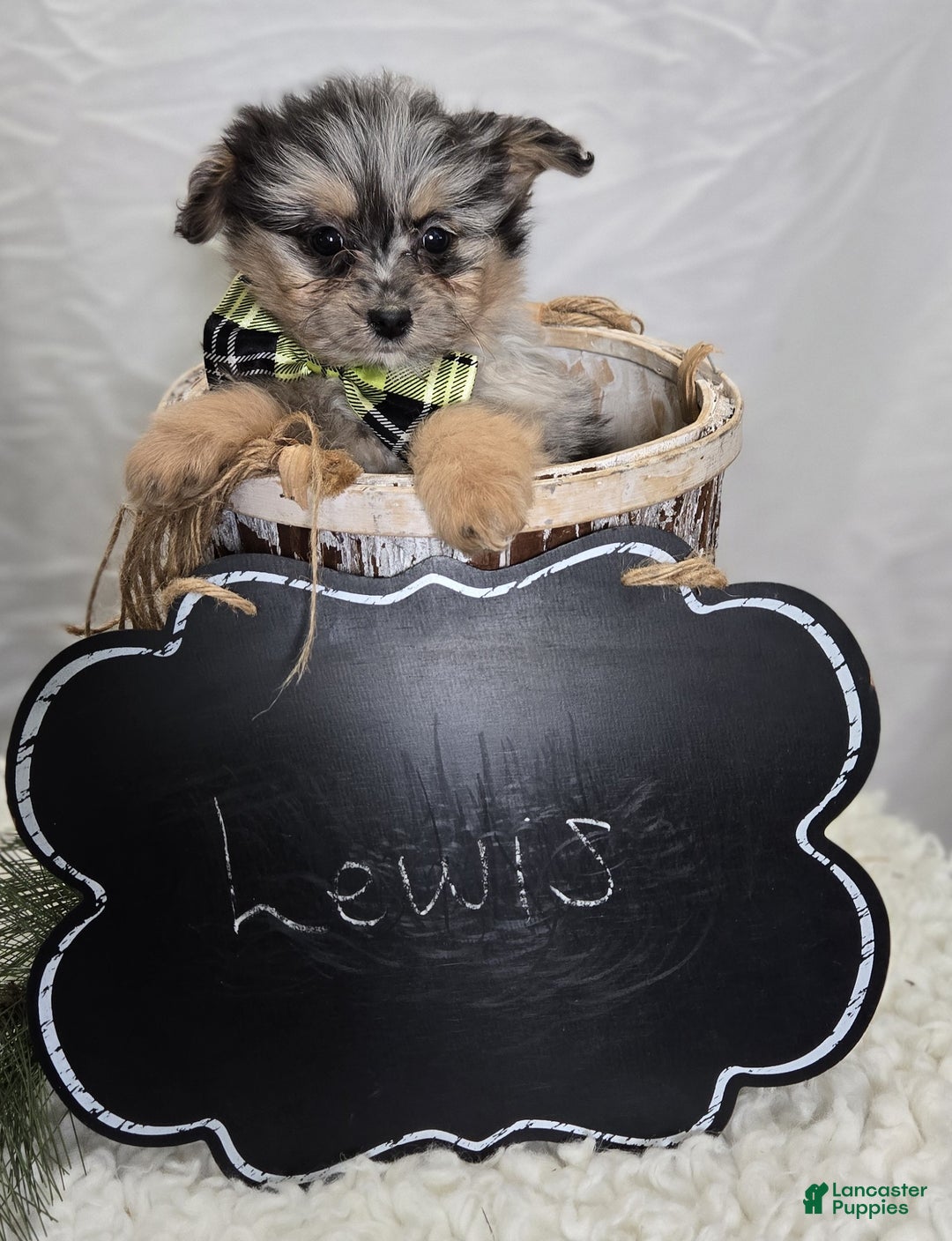 Pomapoo dogs for sale: Lewis - Ad 2