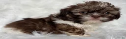 Shih Tzu dogs for sale: Lucy - Ad 8