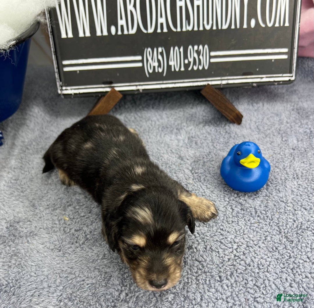 Miniature Dachshund dogs for sale: Black and cream dapple - South african - Ad 7