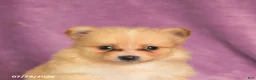 Pomeranian dogs for sale: Candy - Ad 5