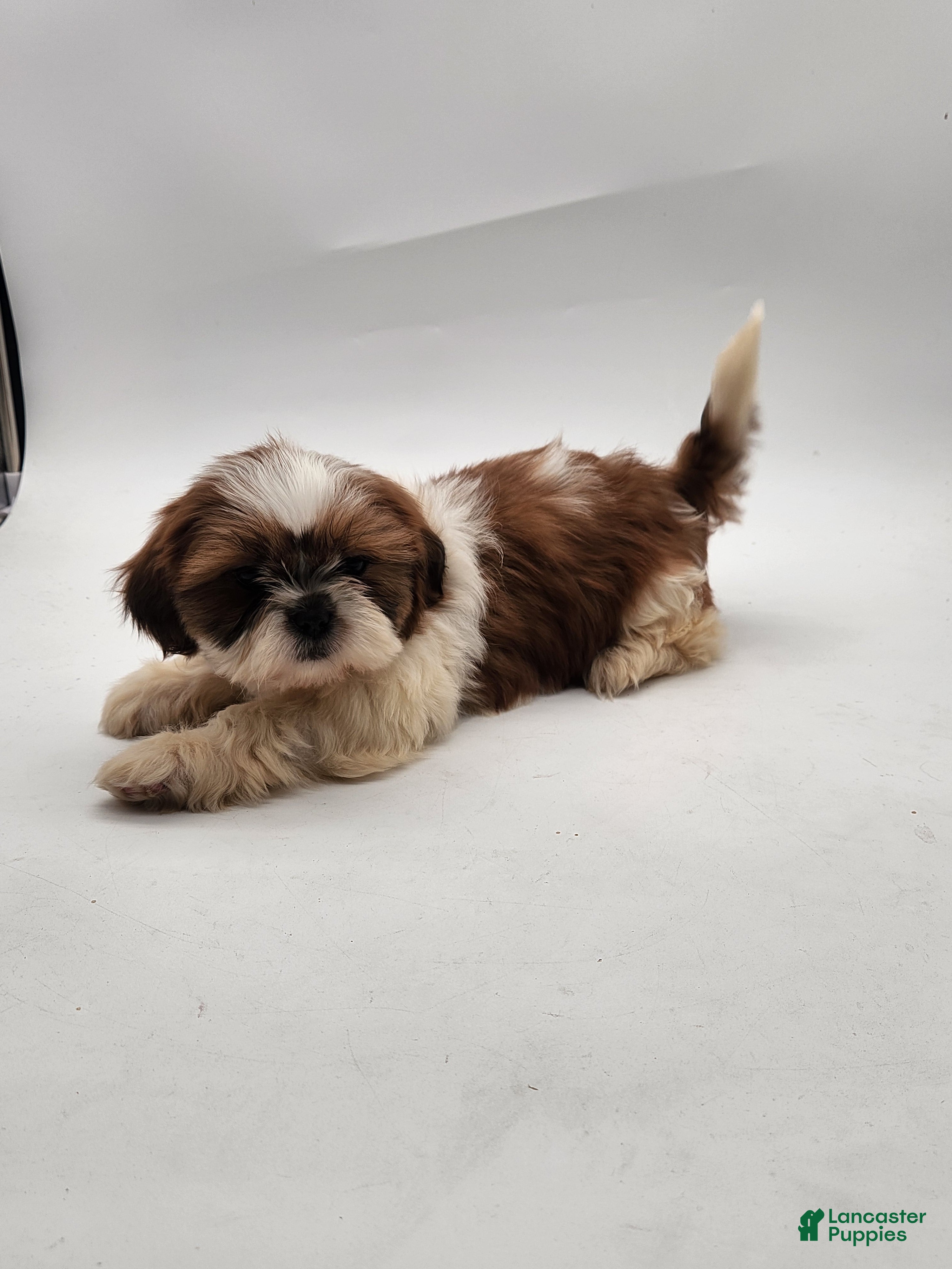 Shih Tzu dogs Shih Tzu Puppy 3 - Ad 2